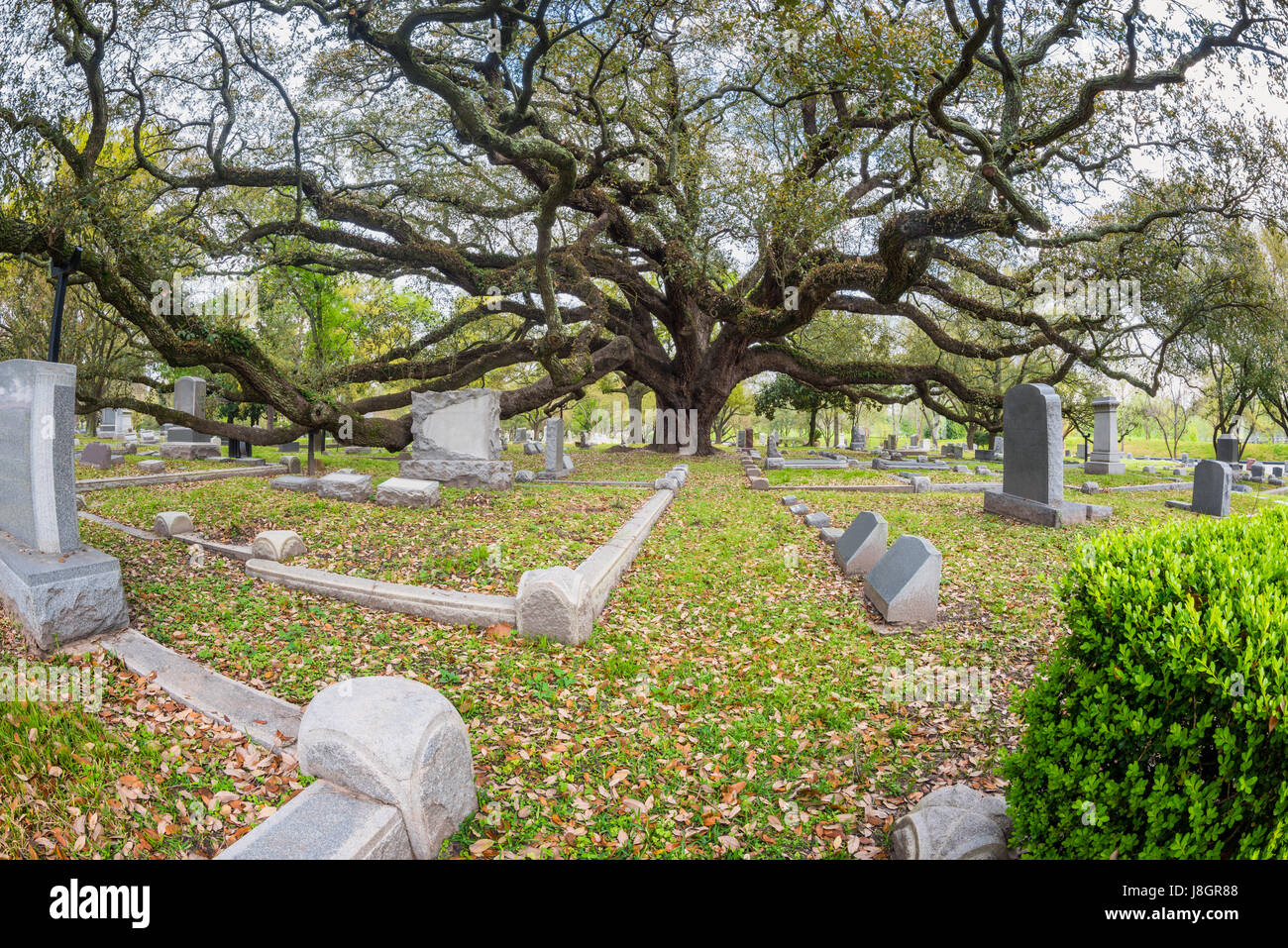 Giant Live Oak sul cimitero in Houston, Texas, Stati Uniti d'America Foto Stock