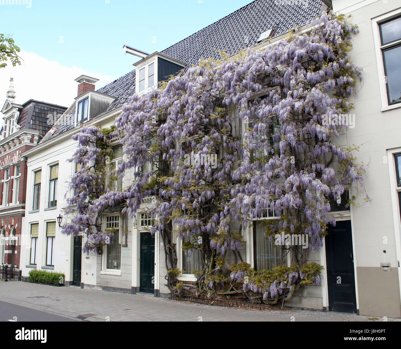 Molto grande fioritura albero di glicine in una casa lungo Noorderhaven canal, Groningen, Paesi Bassi. (O il giapponese o il cinese Wisteria) Foto Stock