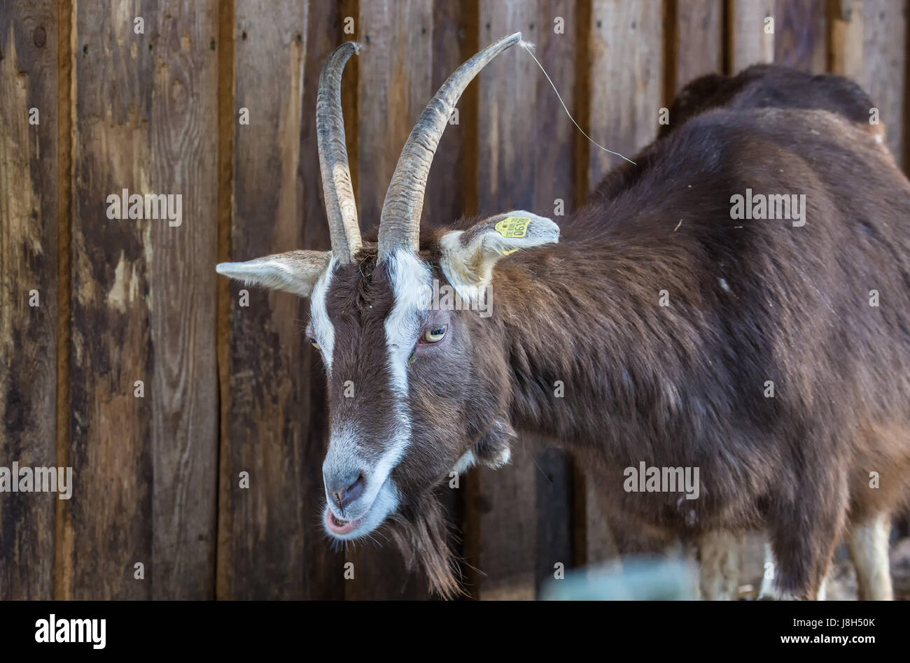 Immagine dei nani (Capra aegagrus hircus) Foto Stock