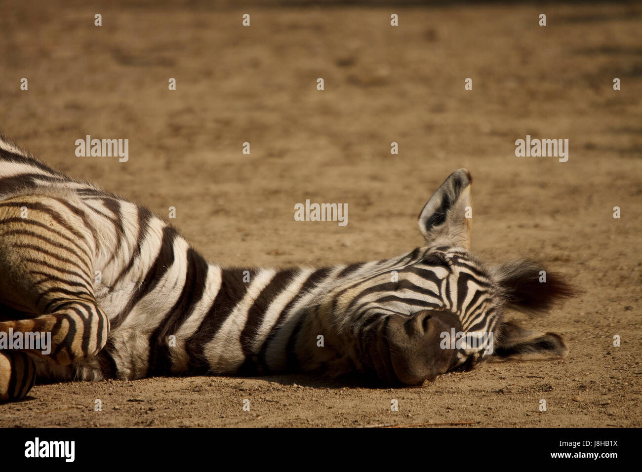 Zebra, sud africa, cavallo, animale, marrone, marrone, brunette, africa, nero, Foto Stock