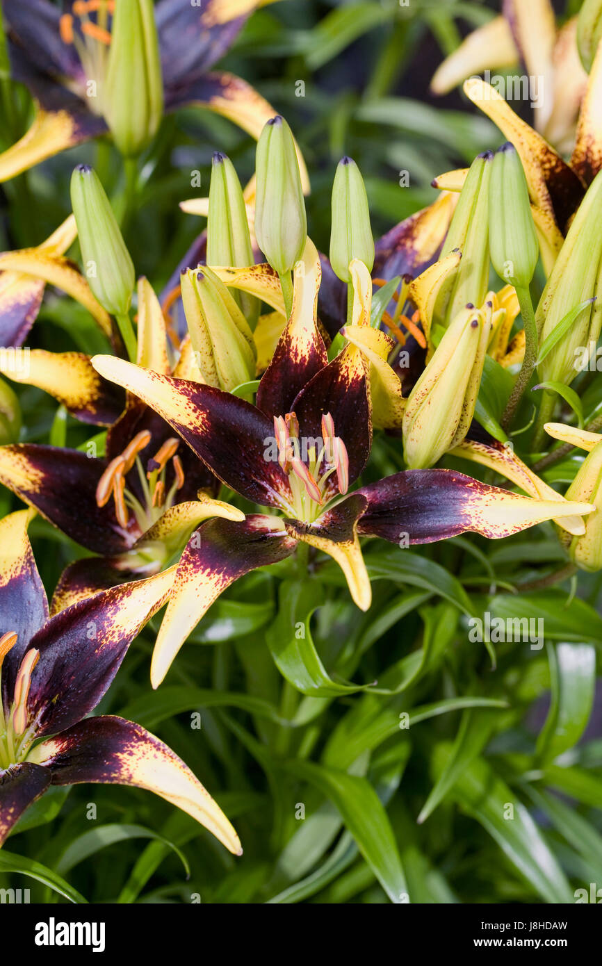 Lilium 'cuore leone' fiori in primavera. Foto Stock