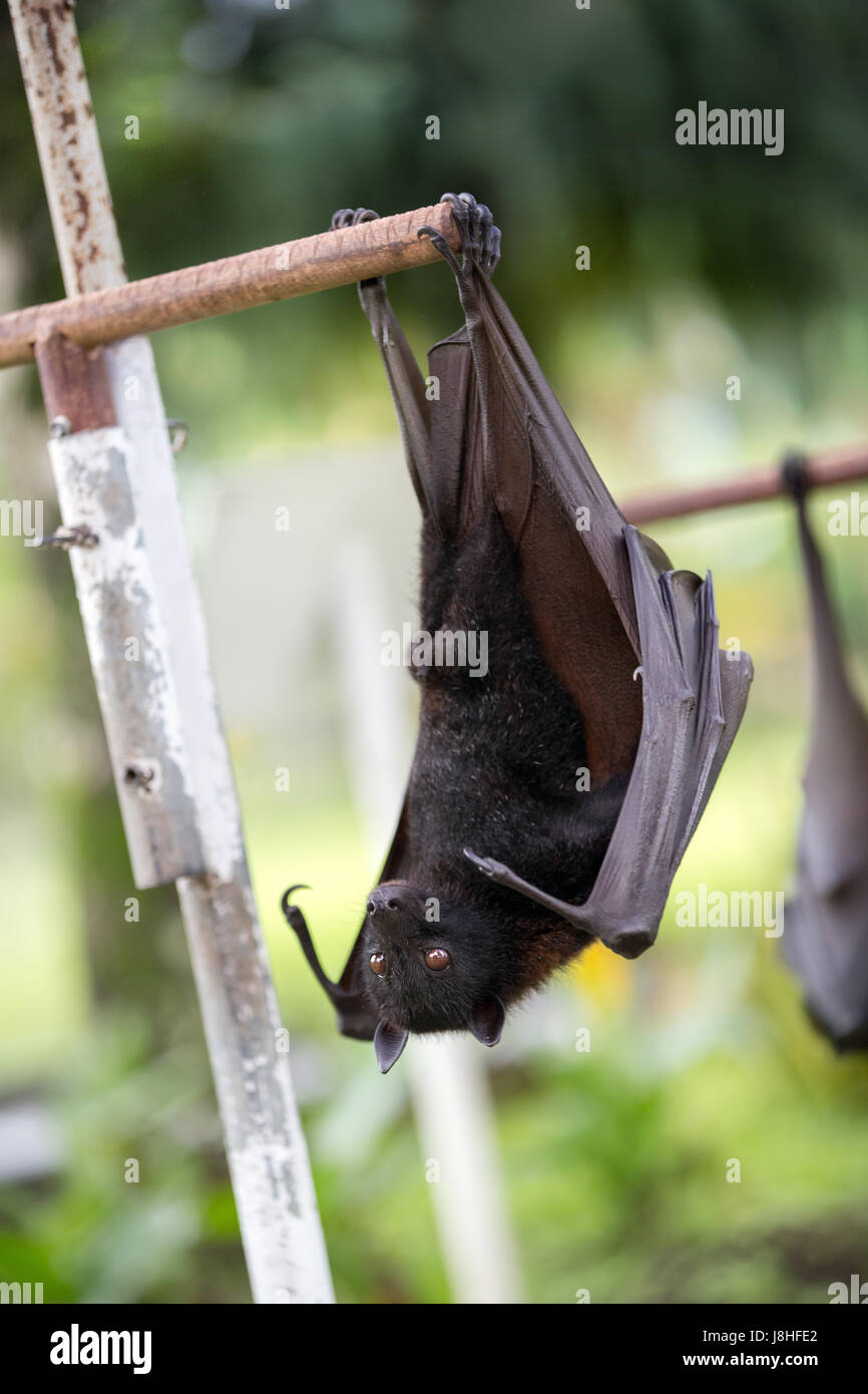 Bat appesi a un ramo di albero, la fauna selvatica in Bali Foto Stock