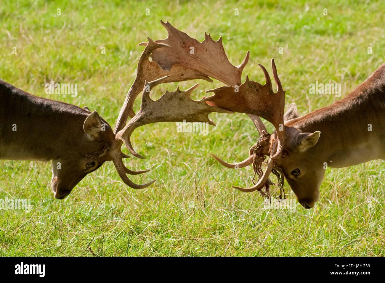 Animale, legno, daini, savage, haggardly, foresta, natura, Hart, feste di addio al celibato, Foto Stock