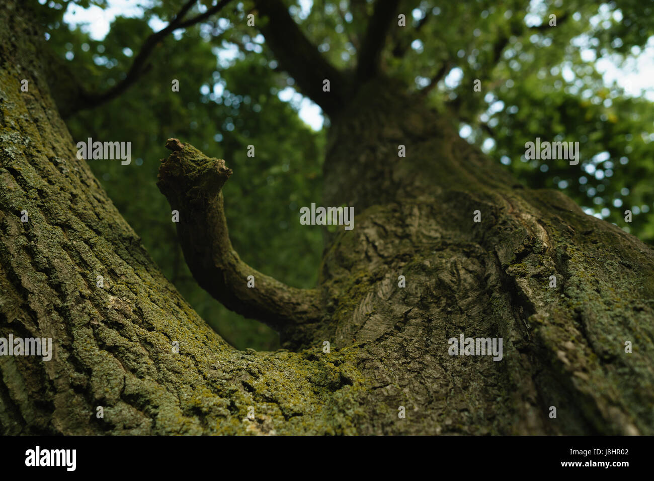 Closeup vecchia quercia bassa angolazione Foto Stock