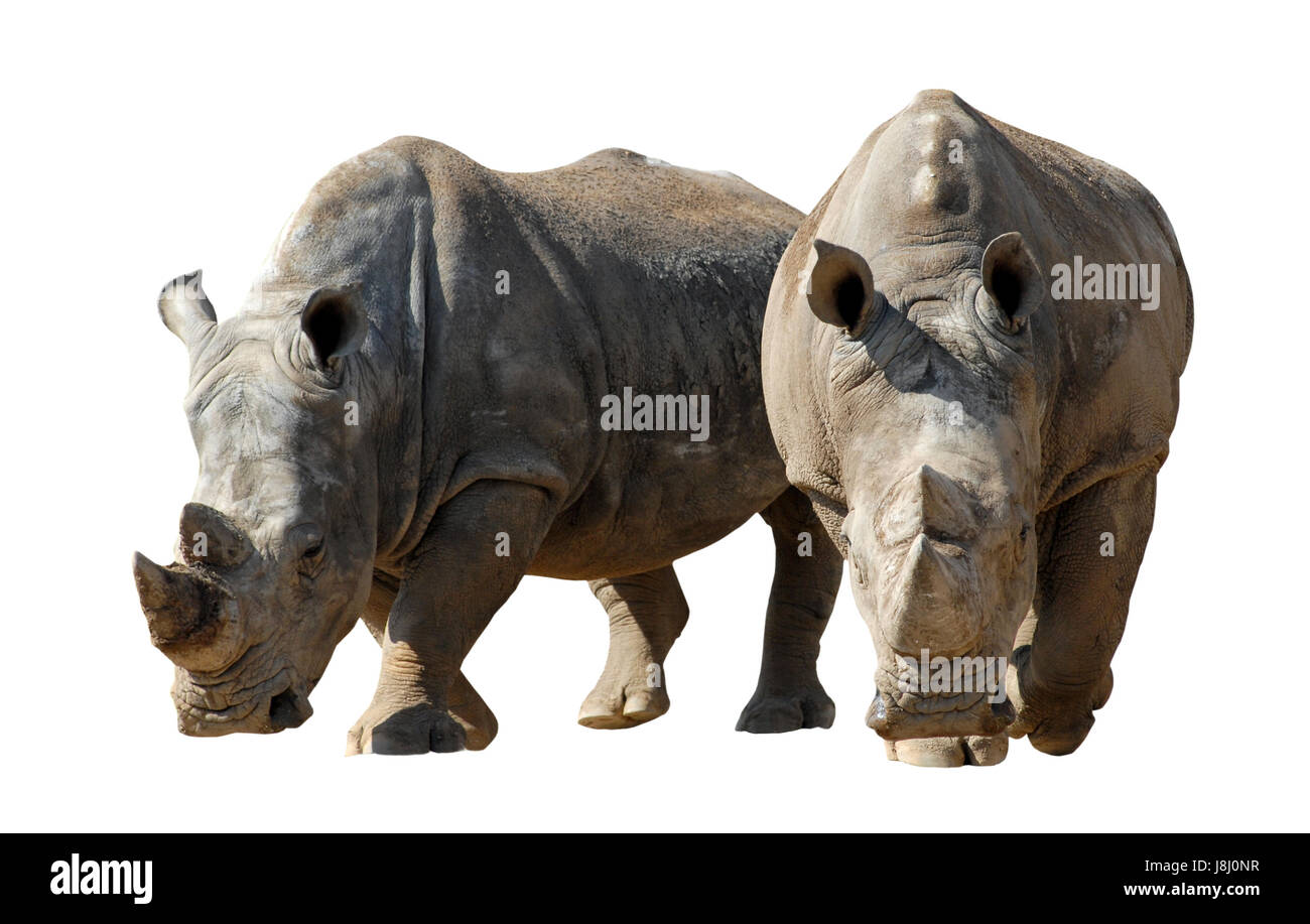 Isolato, mammifero, avvisatore acustico, rinoceronte, Rhino, camminare, andare, andando, passeggiate, dettaglio, Foto Stock