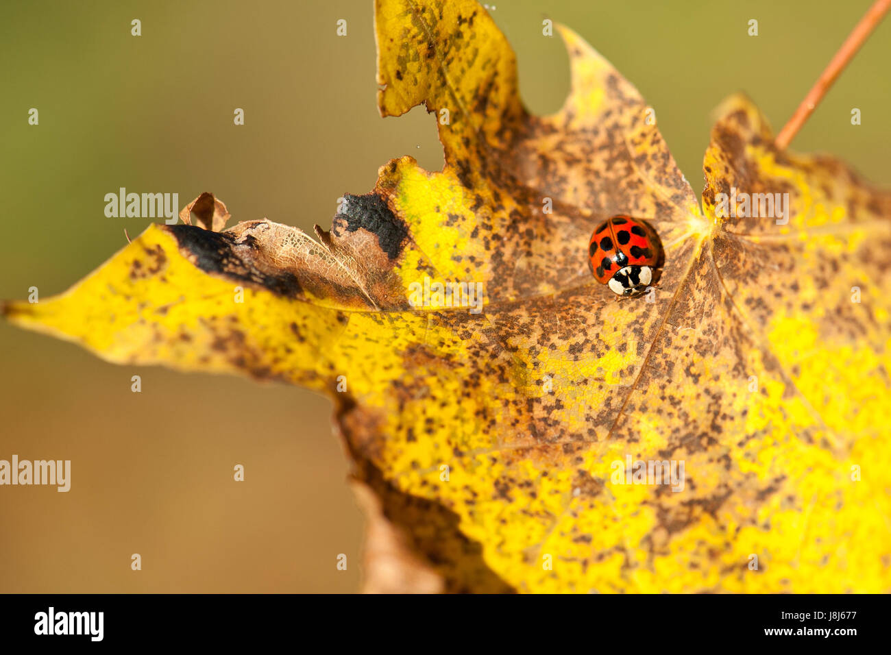 Foglie, insetti coleotteri, foglie, fogliame, Ladybug, autunno autunno, leaf, macro, Foto Stock