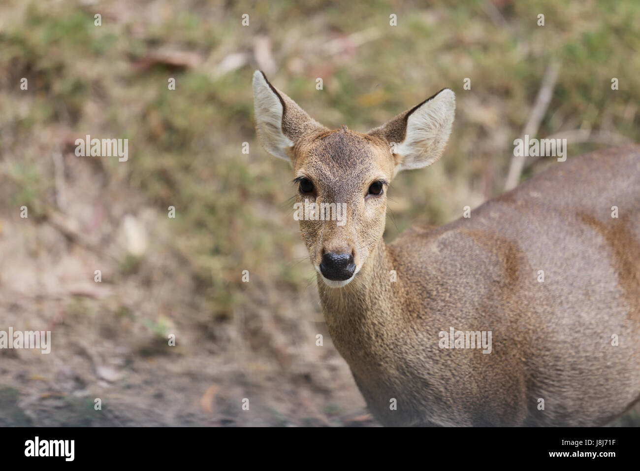 Sambar o di cervo nella natura,animali locali in Thailandia. Foto Stock