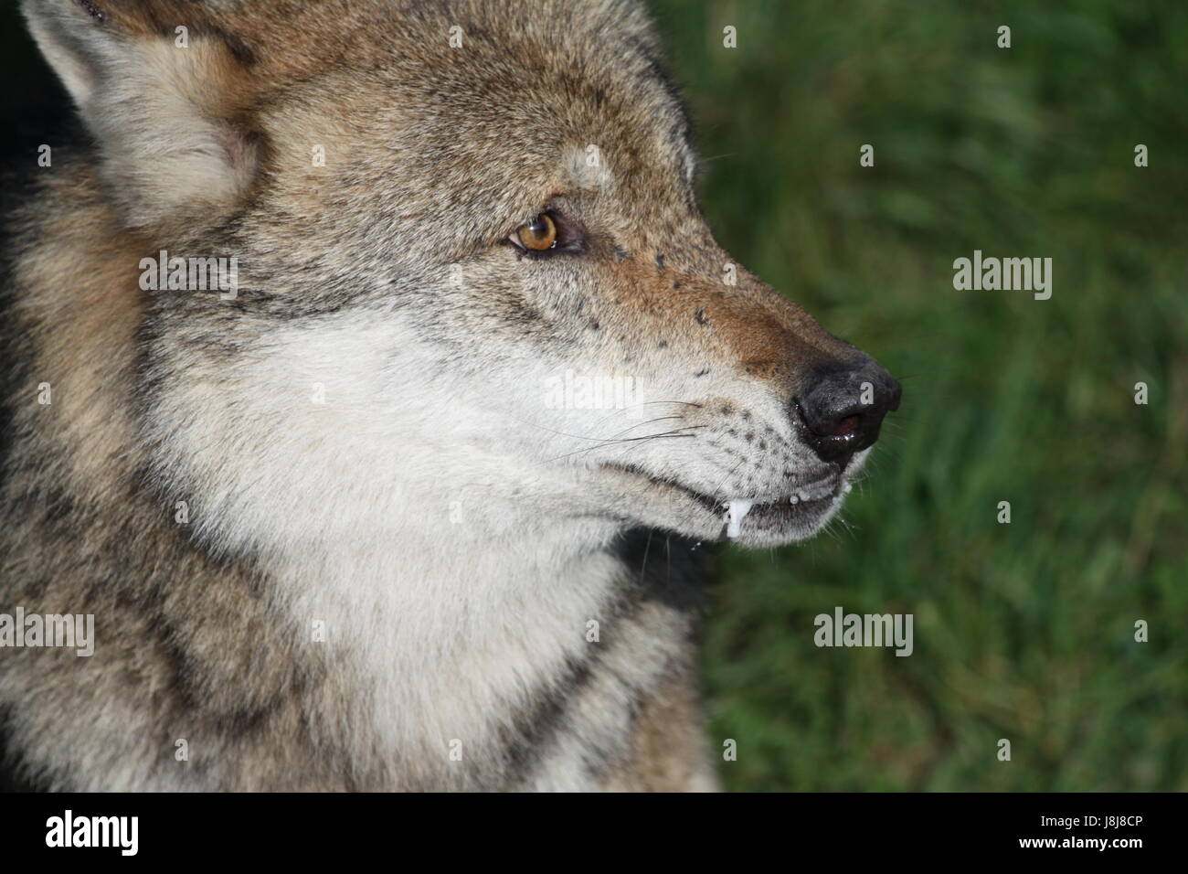 Wolf, cane, predator, hoot, fischio, urlando, urla, lupo, lupus, Canis lupus, Foto Stock