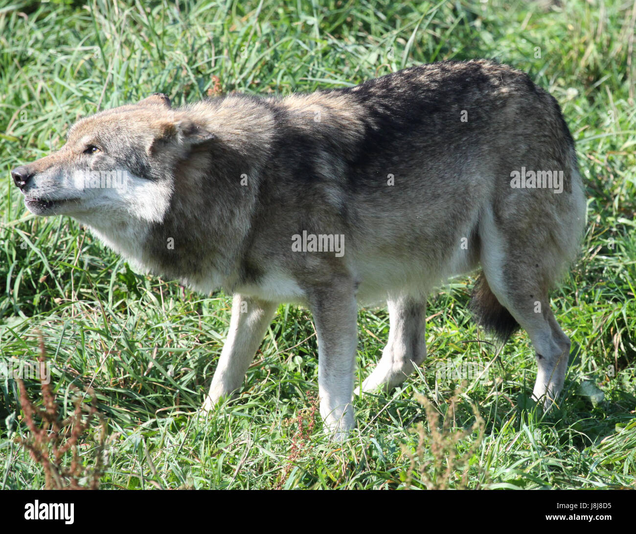 Wolf, cane, predator, hoot, fischio, urlando, urla, lupo, lupus, Canis lupus, Foto Stock