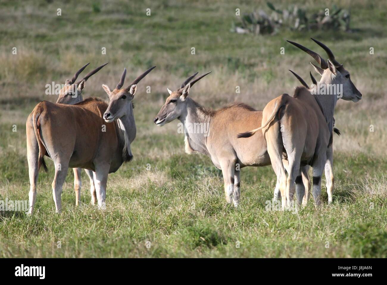 Grande, grande, enorme, extreme, potente, imponente, immensa, pertinenti, animale, Foto Stock
