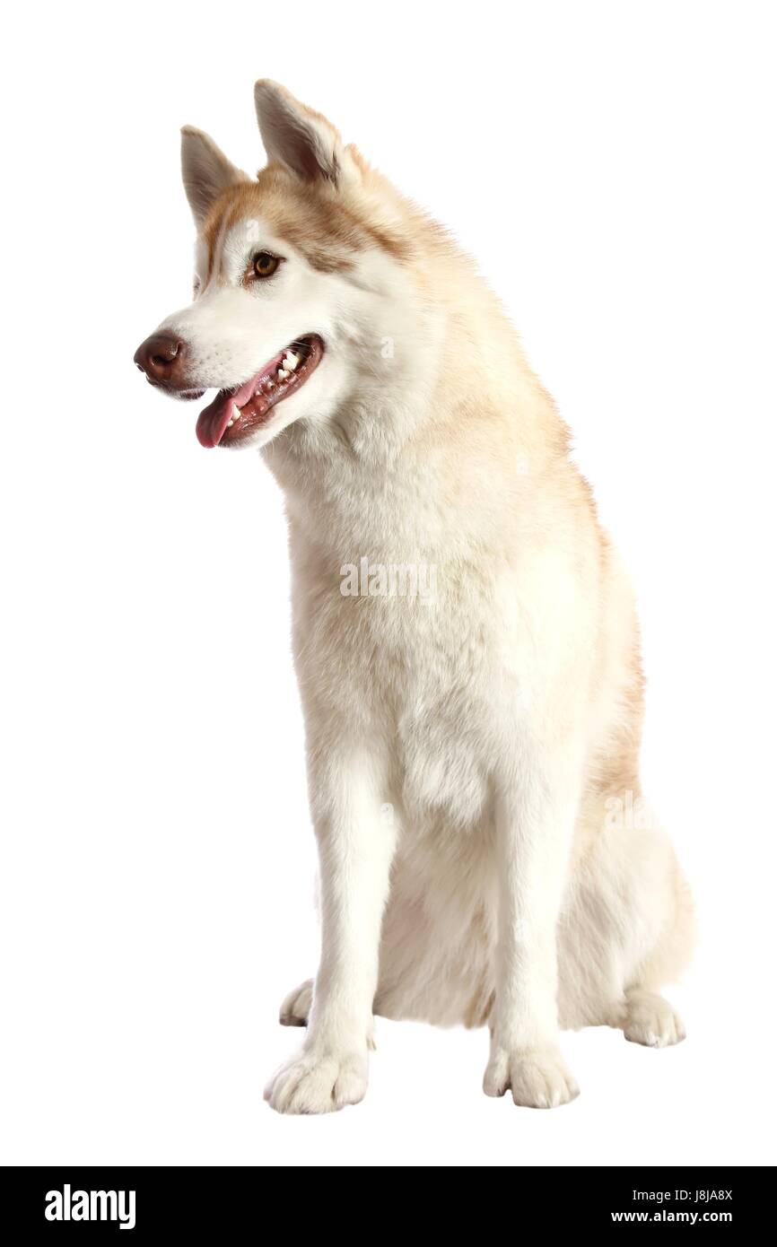 Bella, beauteously, Nizza, isolato, animale, pet, mammifero, marrone, marrone, Foto Stock