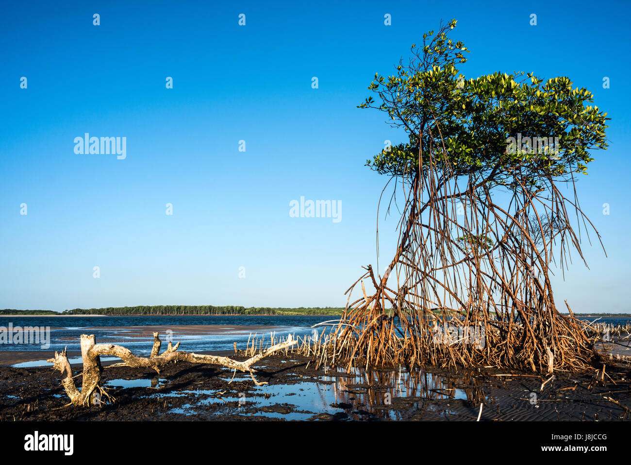Mangrovie sul fiume Rio Preguica, Maranhao, nel nord del Brasile Foto Stock