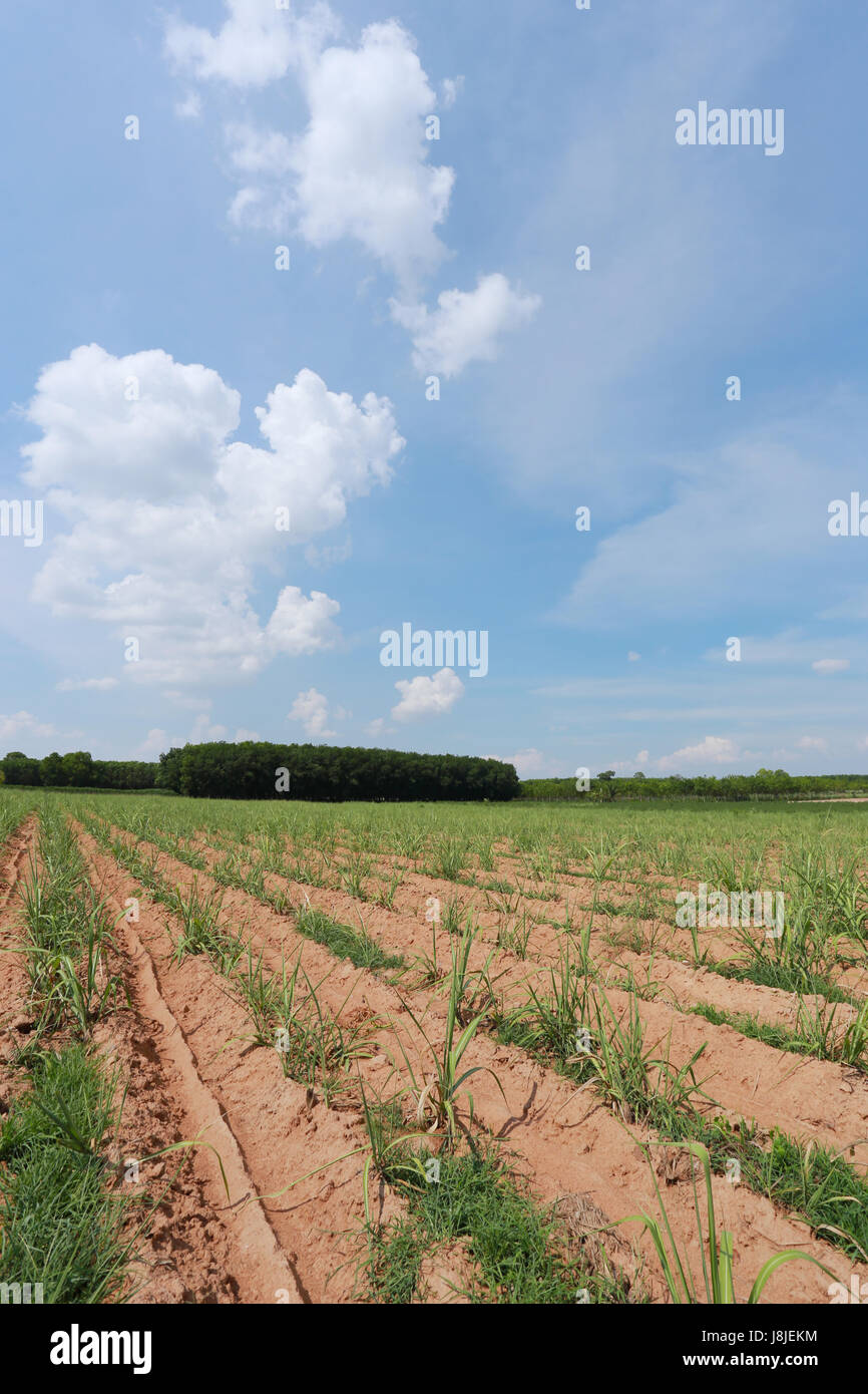 Terreni agricoli cresce la canna da zucchero nel cielo blu sullo sfondo. Foto Stock