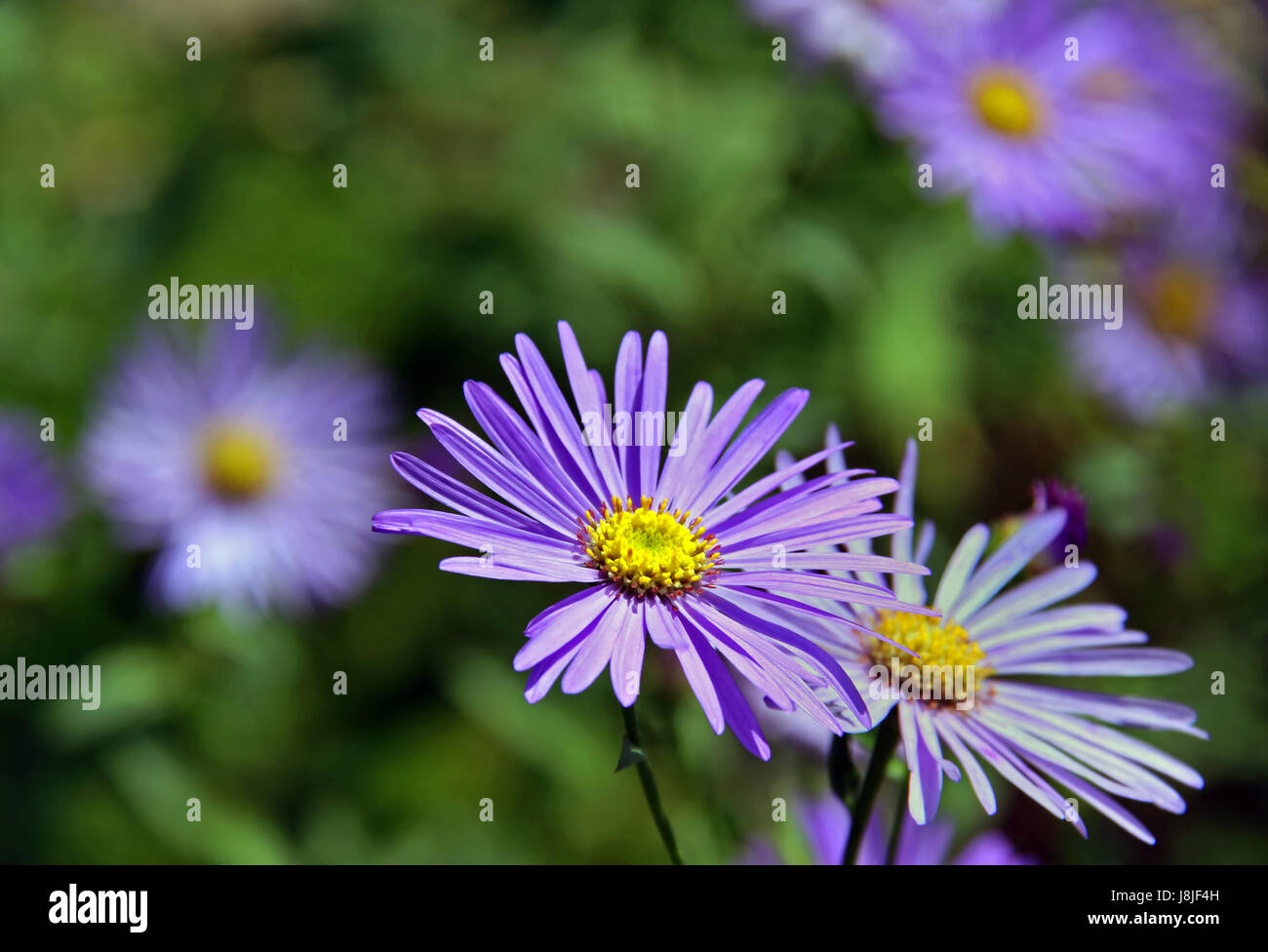 Blu, viola, viola, aster, blu, fiori, piante, verde, bloom, blossom, Foto Stock