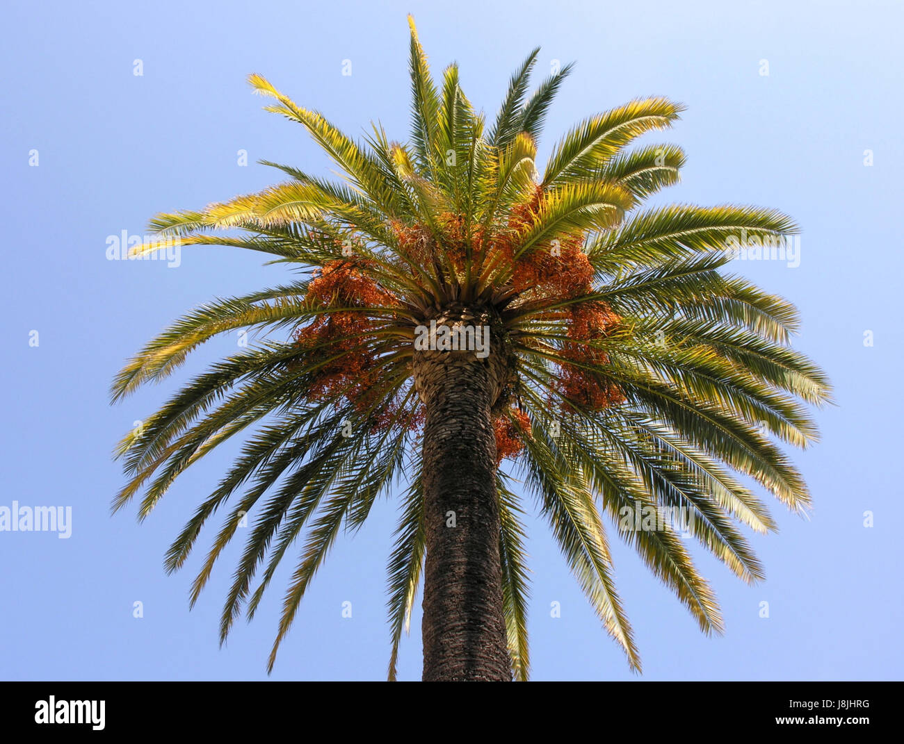 Palm tree, data palm, worm, occhi blu, albero, vacanza, vacanze, Foto Stock
