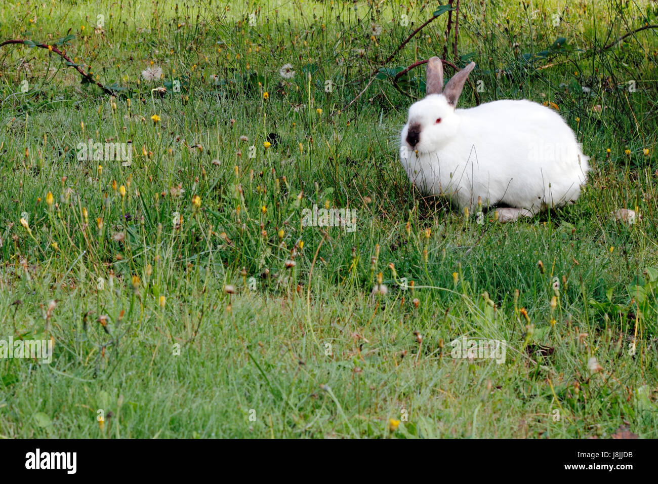 Animale selvaggio, coniglio, lepre, all'aperto, bunny, coniglietti, prato, erba, prato Foto Stock