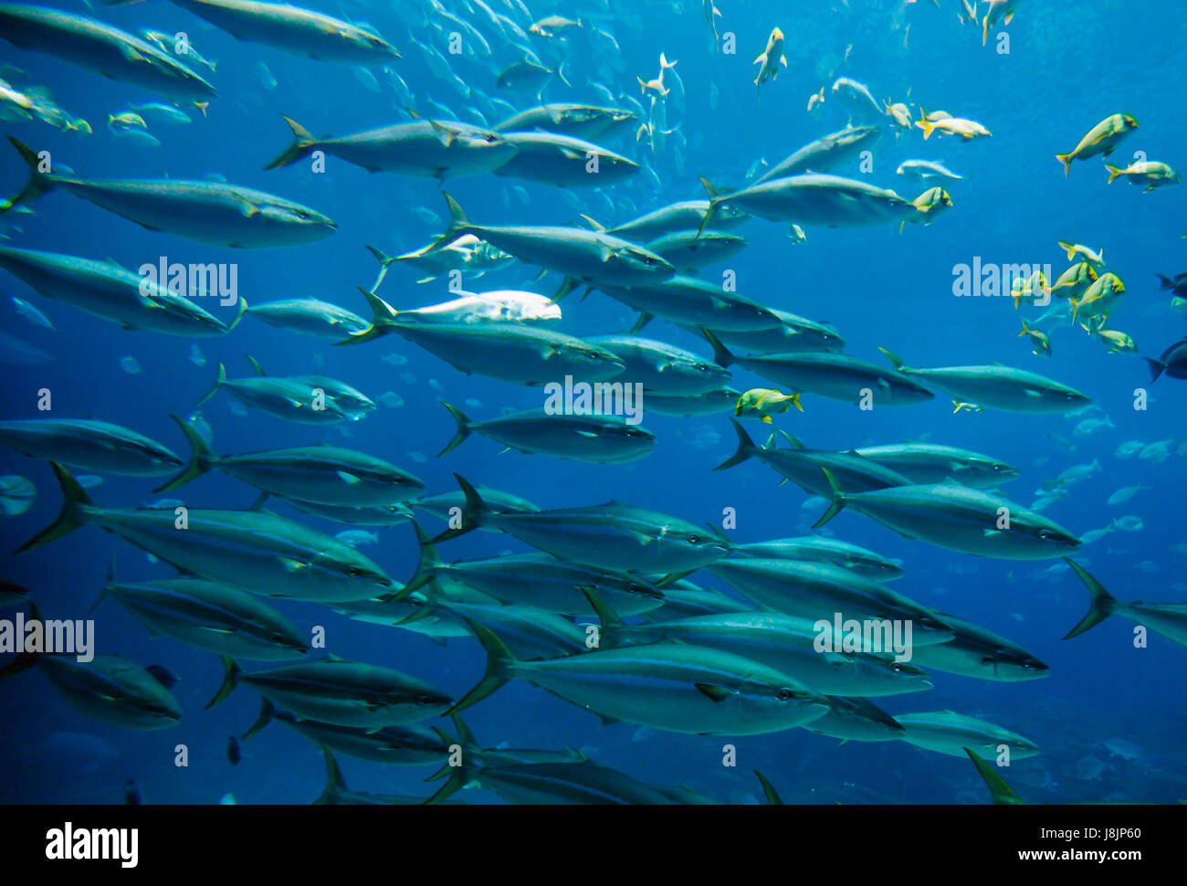 Blu, pesce, subacquea, pullulano, scuola, marina, marine, acqua salata, mare oceano, Foto Stock