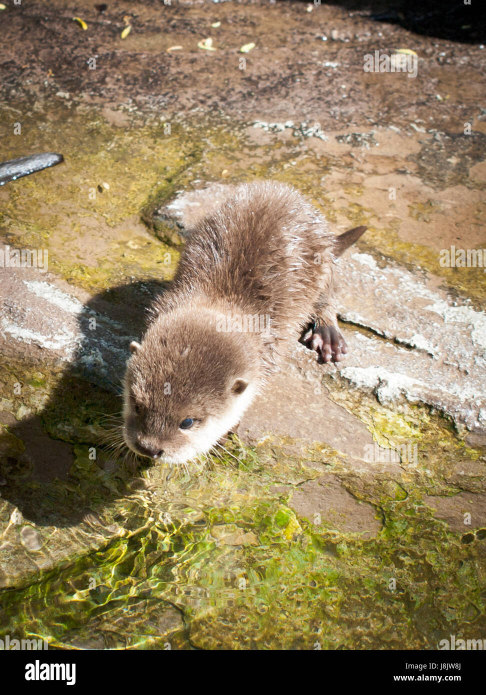 Un asiatico piccoli artigli di cucciolo di lontra (Aonyx cinerea syn. Amblonyx cinereus) presso lo zoo di Copenaghen a Copenaghen, in Danimarca. Foto Stock