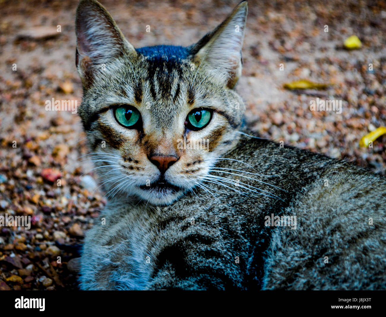 Il bagliore nella mia anima per ci si deve trovare te stesso Foto Stock