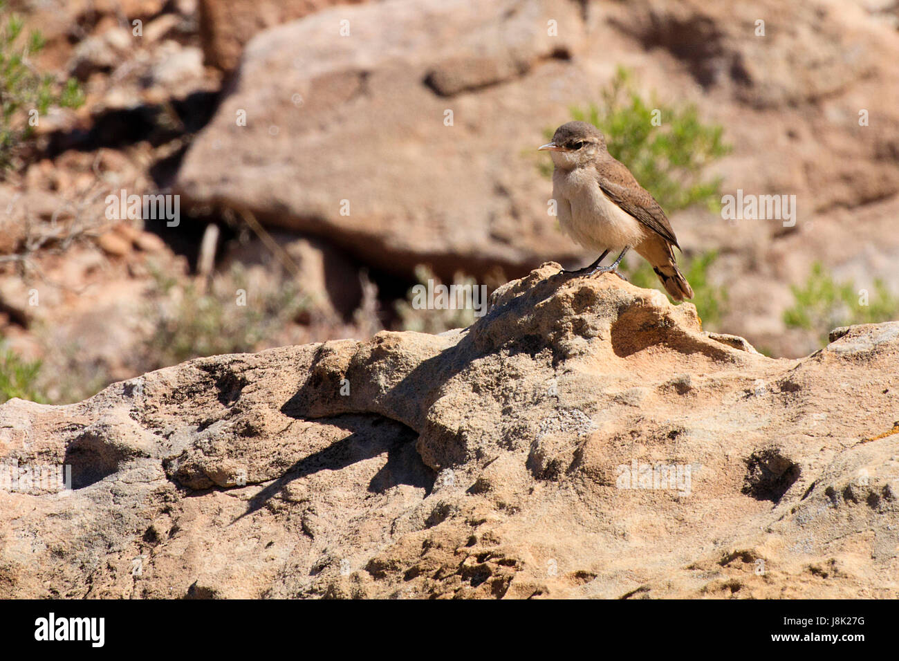 Un piccolo deserto bird crea un'ombra di quello che sembra un thunderbird. Foto Stock