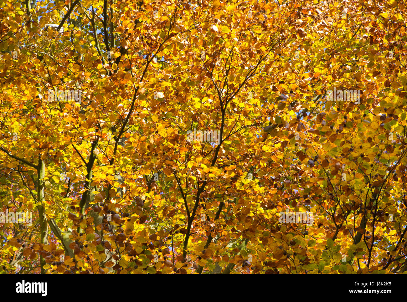 Foglia, albero, stagione, giallo, natura, autunno autunno, leaf, viaggi, colore, albero, Foto Stock