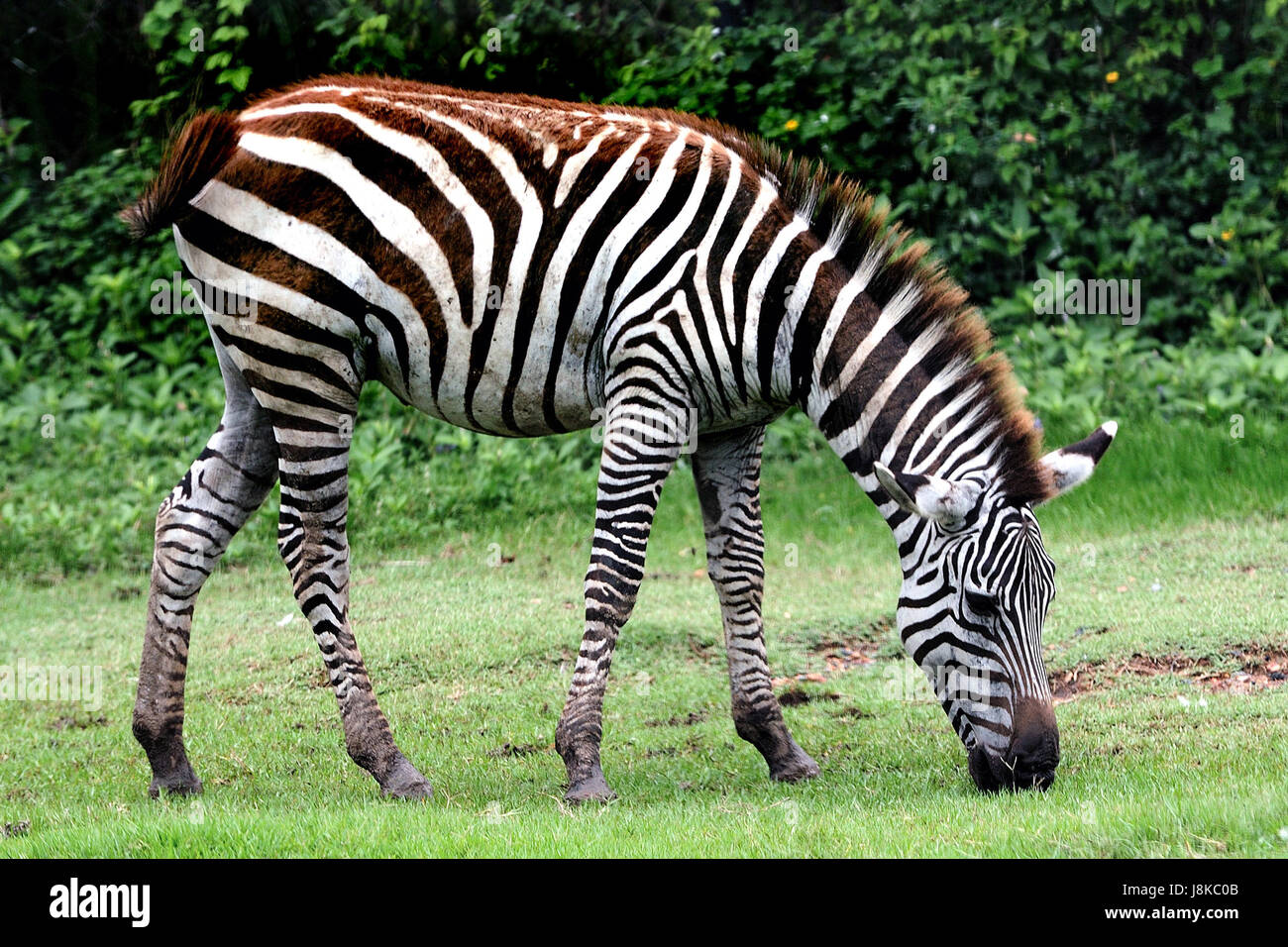 Isolato, animale mammifero, Wild, nero, swarthy, jetblack, nero profondo, aspetto, Foto Stock