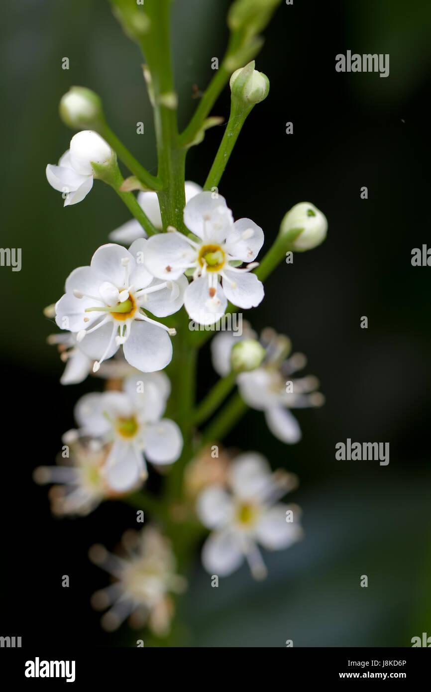 La flora, arbusto, cherry laurel, impianti, bloom, blossom, fiorire, fiorente, Foto Stock