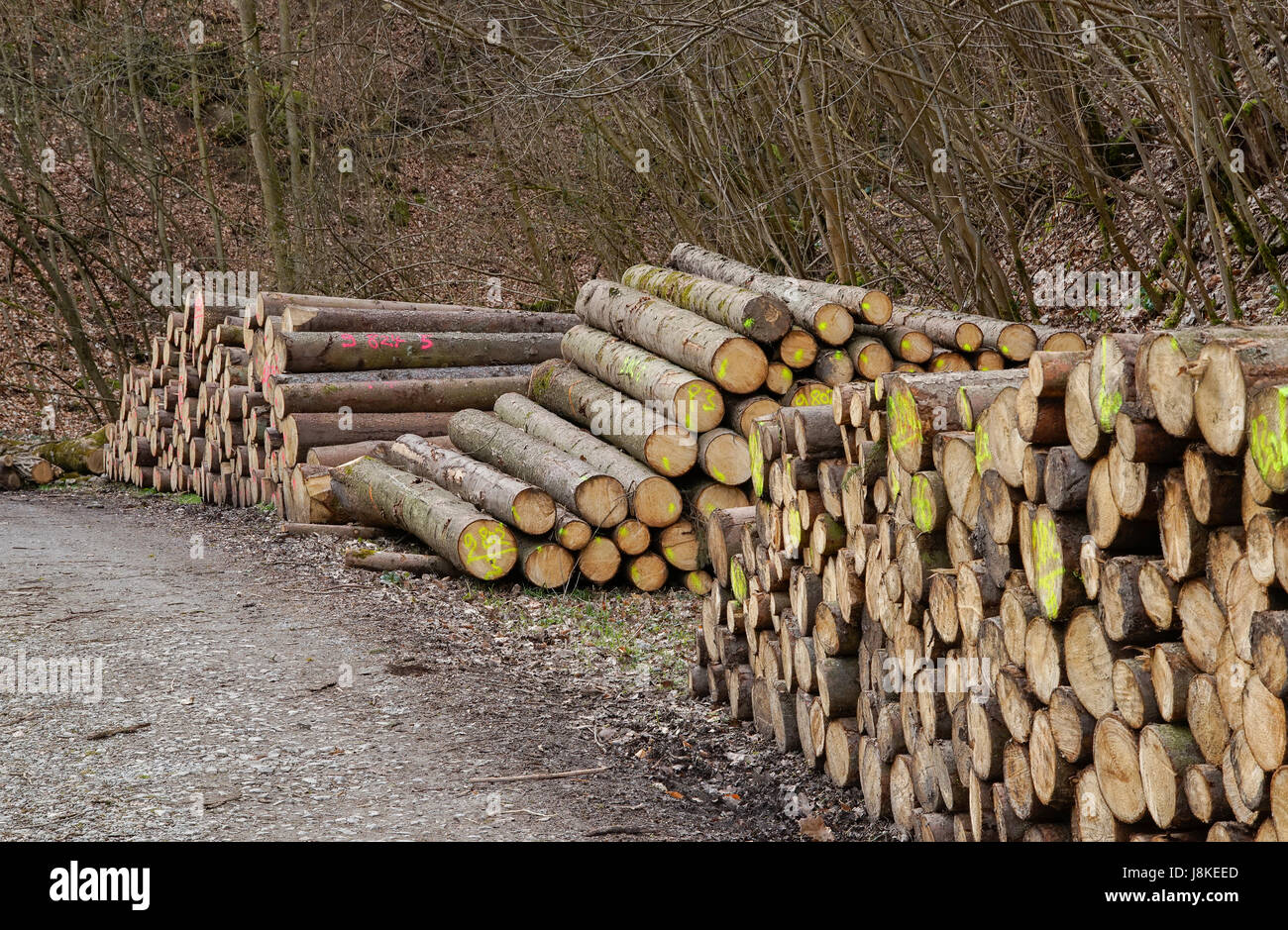 Scenario della foresta compresi impilati log in legno pile Foto Stock