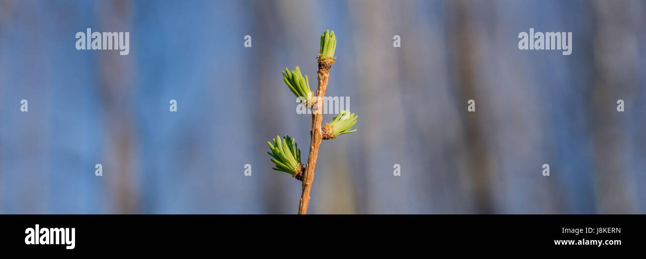 Giovani Tamarack aghi in primavera Foto Stock