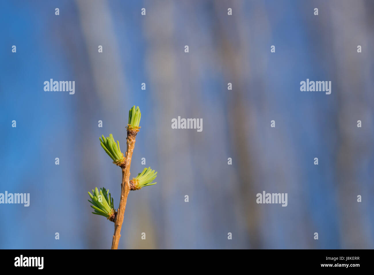 La molla Tamarack germogli di ago Foto Stock