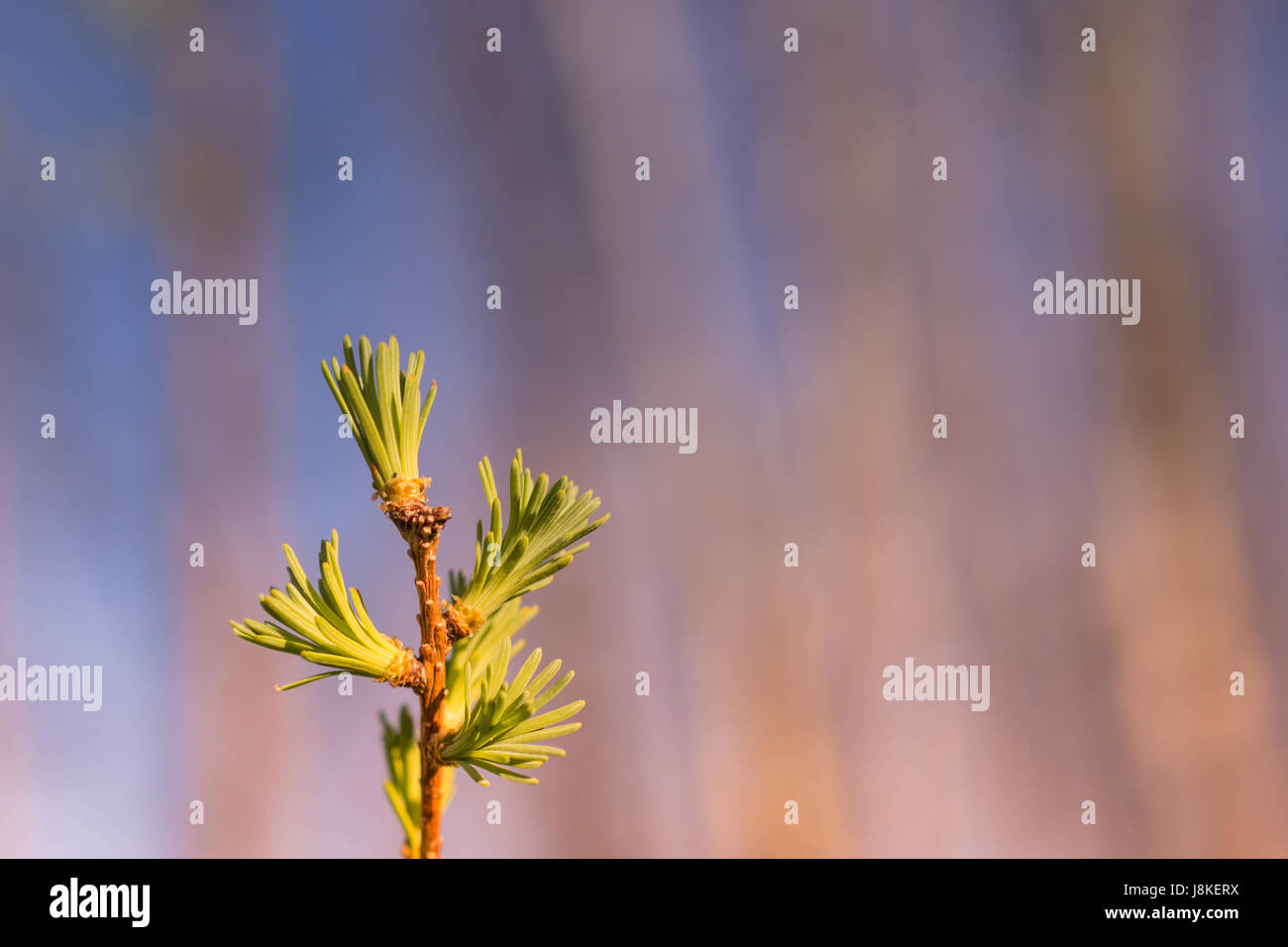 Tamarack aghi in primavera Foto Stock
