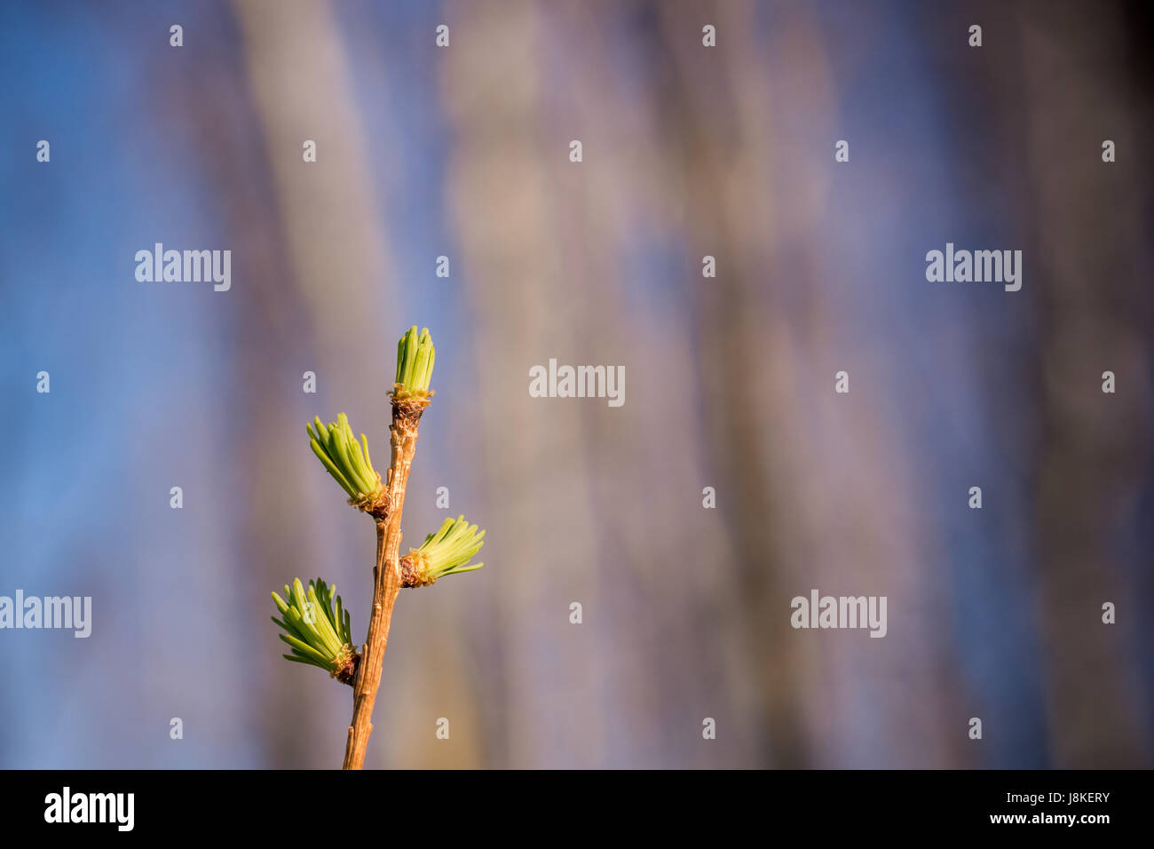 Tamarack aghi di larice Foto Stock