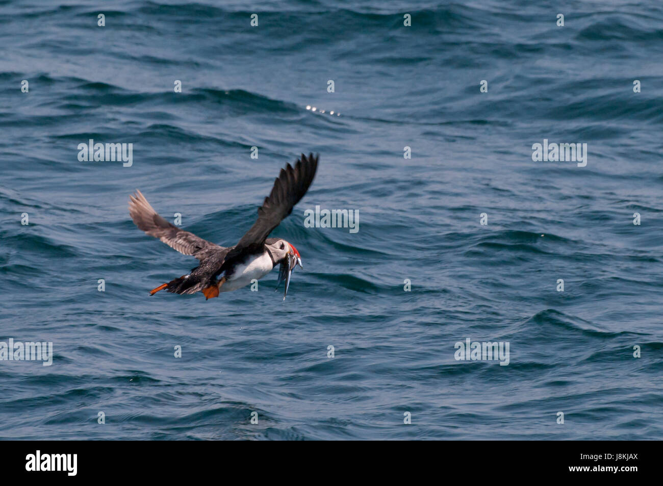 Uccello, costa, Galles, acqua salata, mare oceano, dell'acqua, caccia, Chase, volare, mosche, Foto Stock