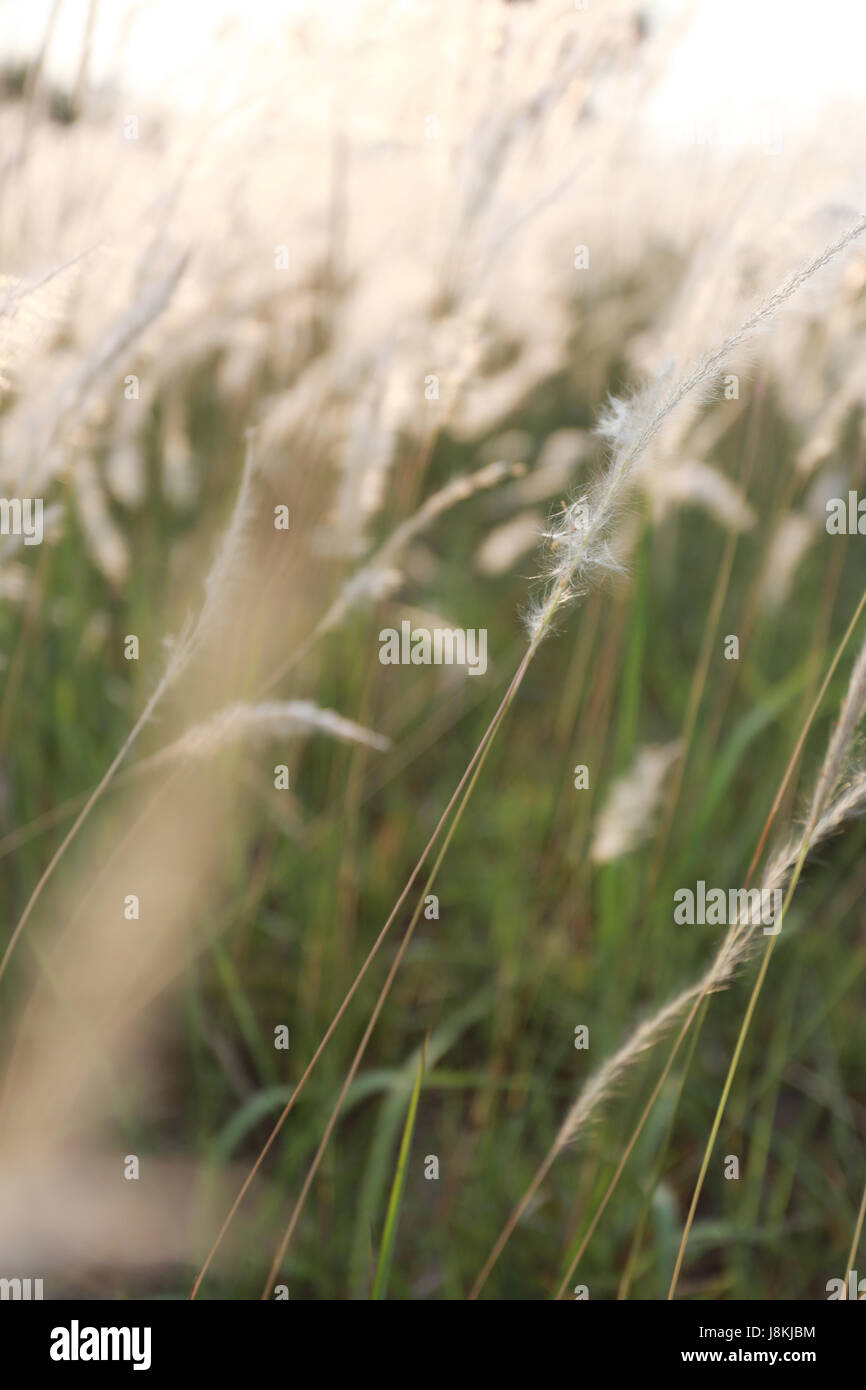 Erba e la luce del sole nella serata di vintage stile di colore per natura progettuale dello sfondo. Foto Stock
