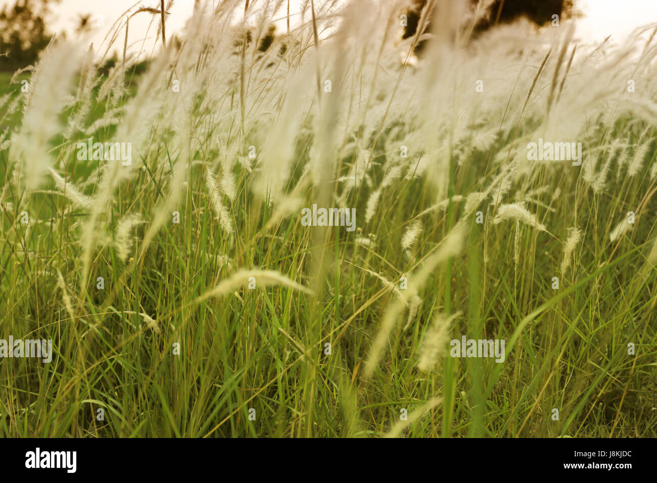 Erba e la luce del sole nella serata di vintage stile di colore per natura progettuale dello sfondo. Foto Stock