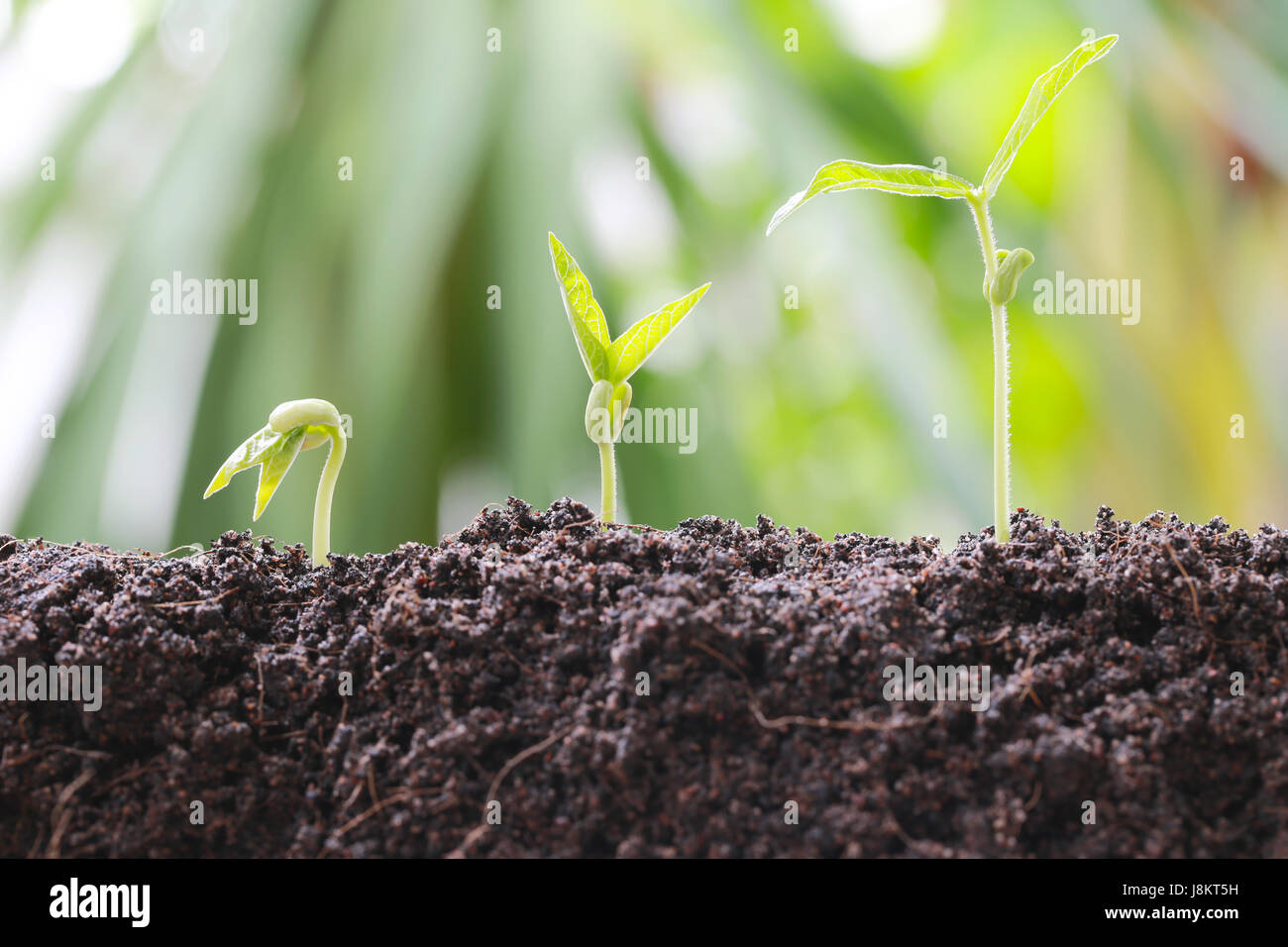 Il verde di germogli di soia sul terreno in un orto e hanno natura sfondo bokeh di fondo per il concetto di crescita e di agricoltura. Foto Stock