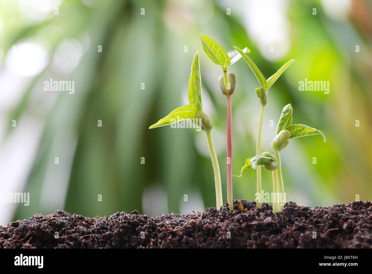 Il verde di germogli di soia sul terreno in un orto e hanno natura sfondo bokeh di fondo per il concetto di crescita e di agricoltura. Foto Stock