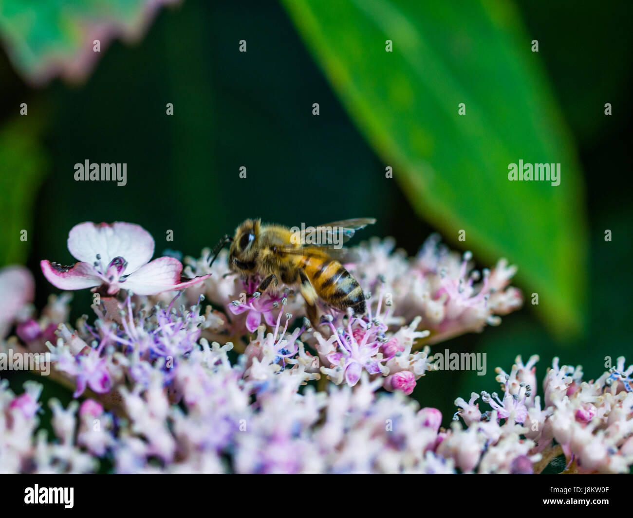 Il miele delle api rovistando su un fiore, fotografato in Italia Foto Stock
