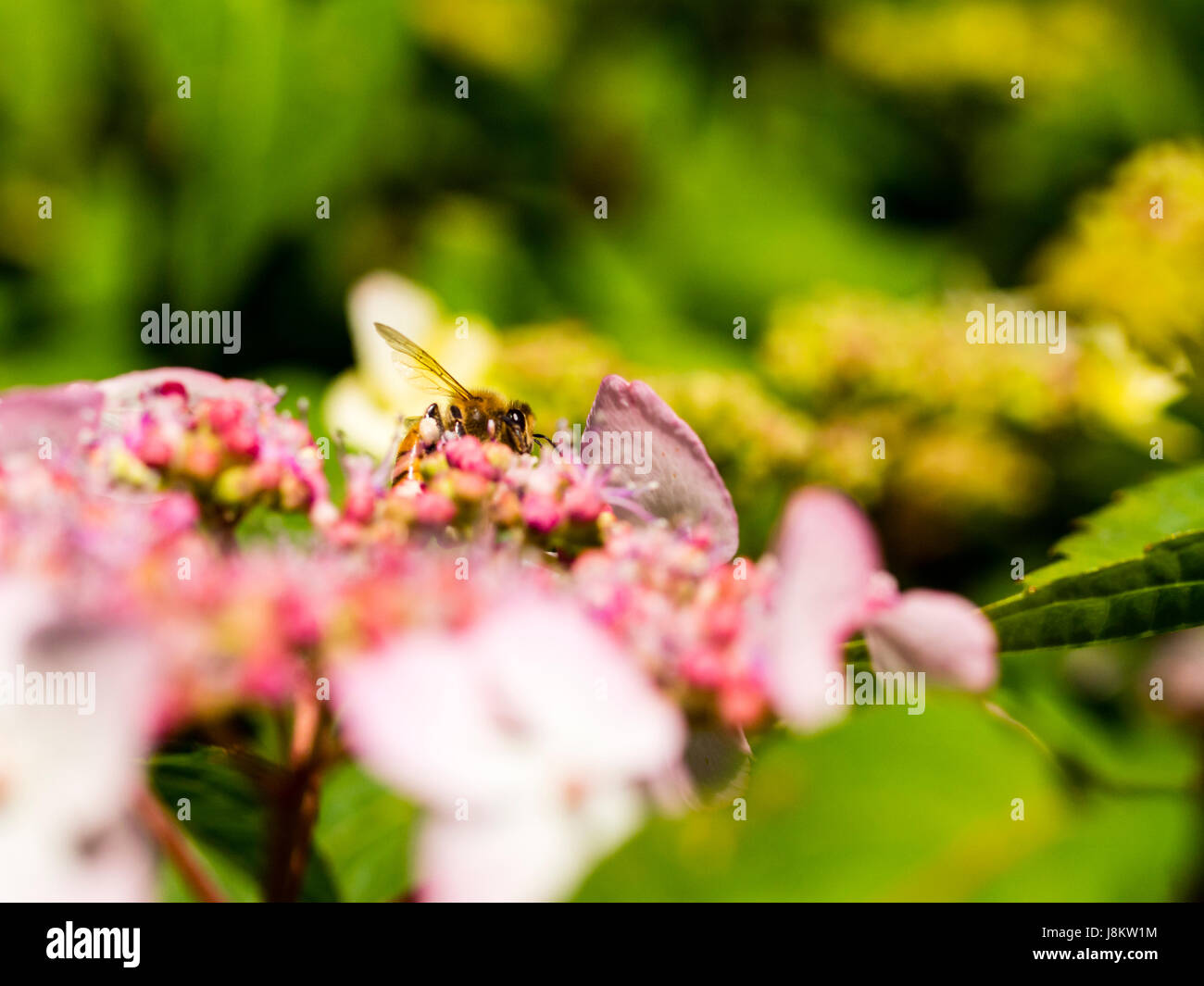 Il miele delle api rovistando su un fiore, fotografato in Italia Foto Stock