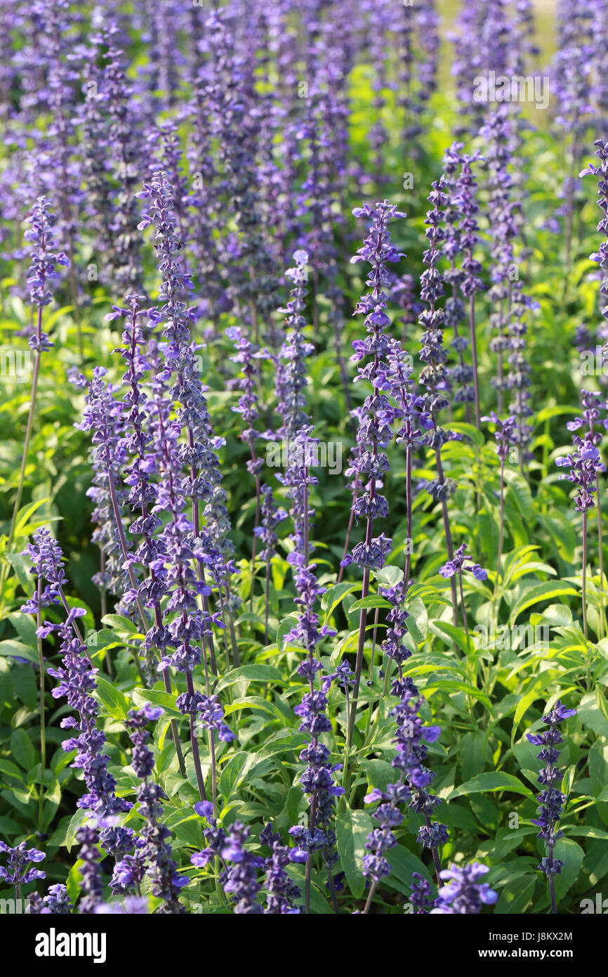 Freschi di fiori di lavanda in giardino per il concetto di bellezza della natura flora. Foto Stock