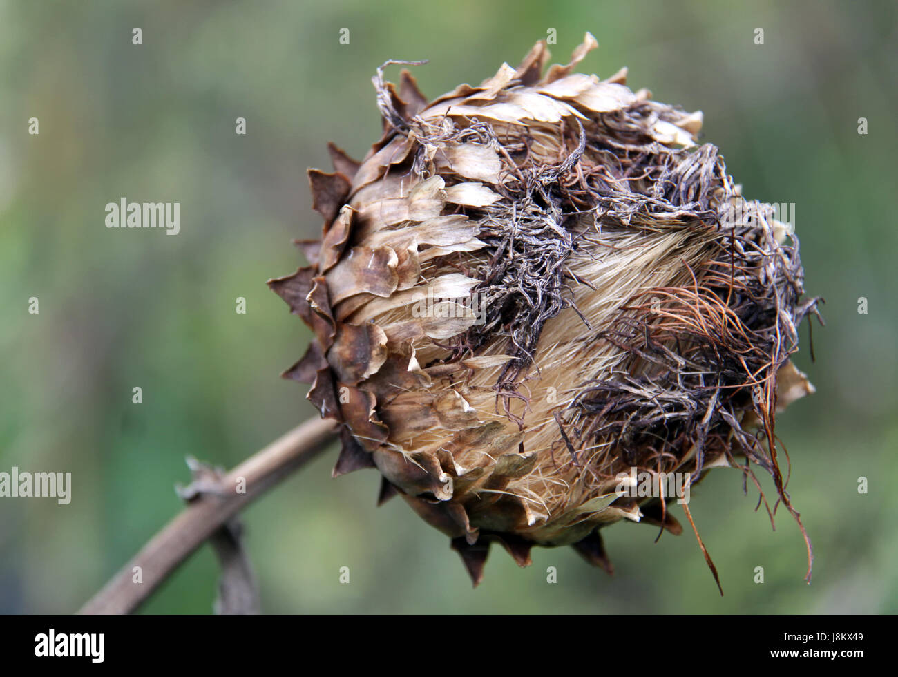 Garrese, Compositae, Carciofo, cultigen, autunno autunno, vita, esistono, esistenza, Foto Stock