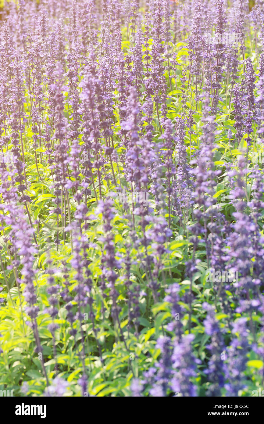 Freschi di fiori di lavanda in giardino per il concetto di bellezza della natura flora. Foto Stock