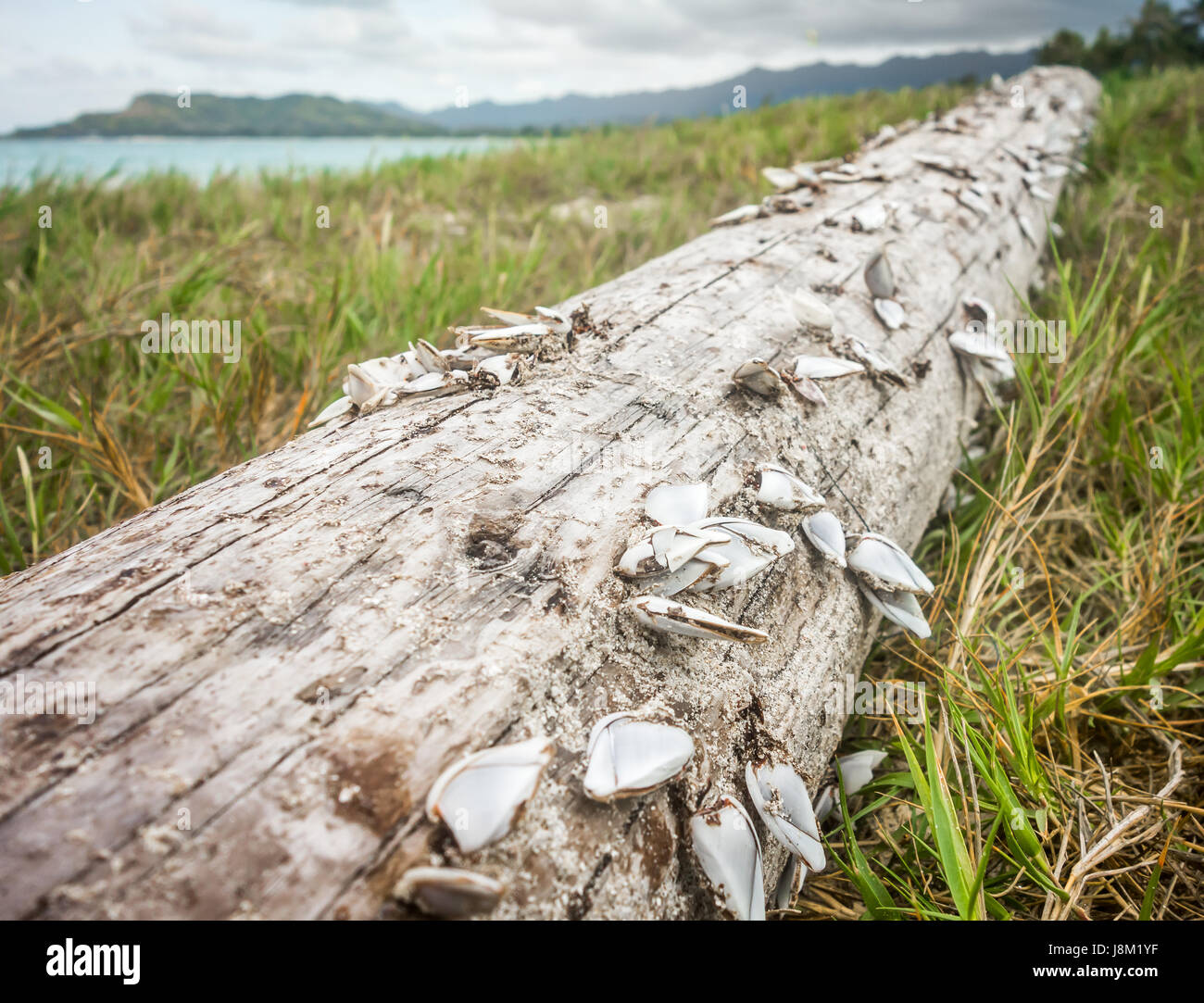 Collo di cigno cirripedi bloccato ad un pezzo di driftwood che lavato fino alla riva vicino a Kailua Beach sull'isola di Oahu, Hawaii. Foto Stock