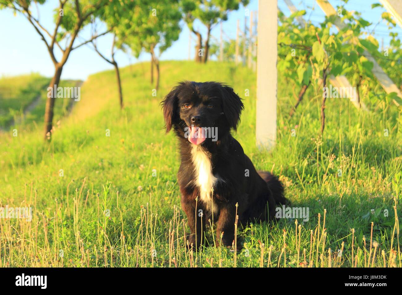 Piccolo cane sveglio Foto Stock