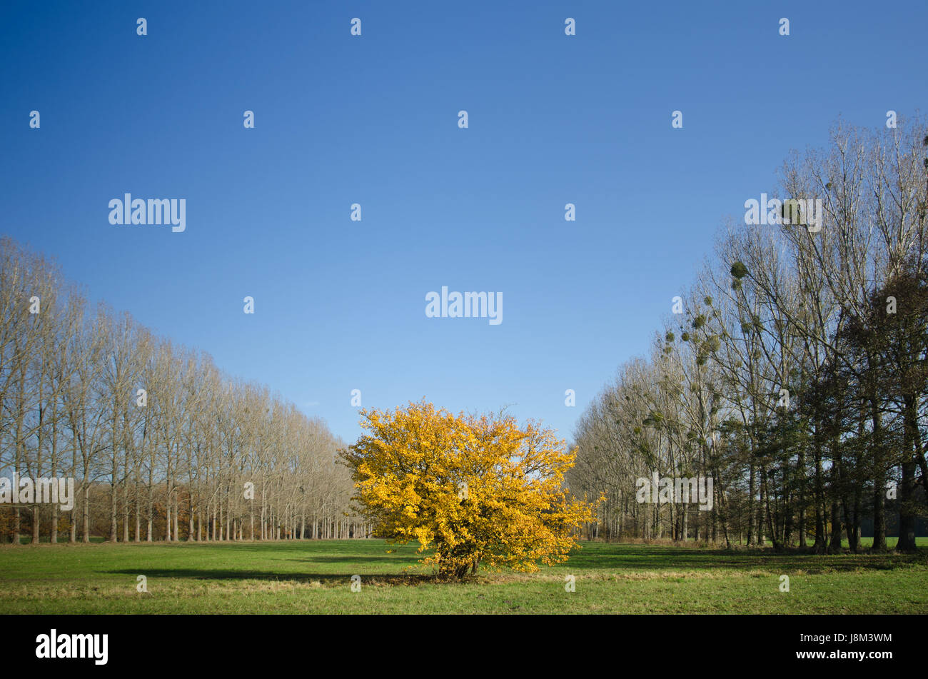 In autunno la boccola colorata su un prato Foto Stock