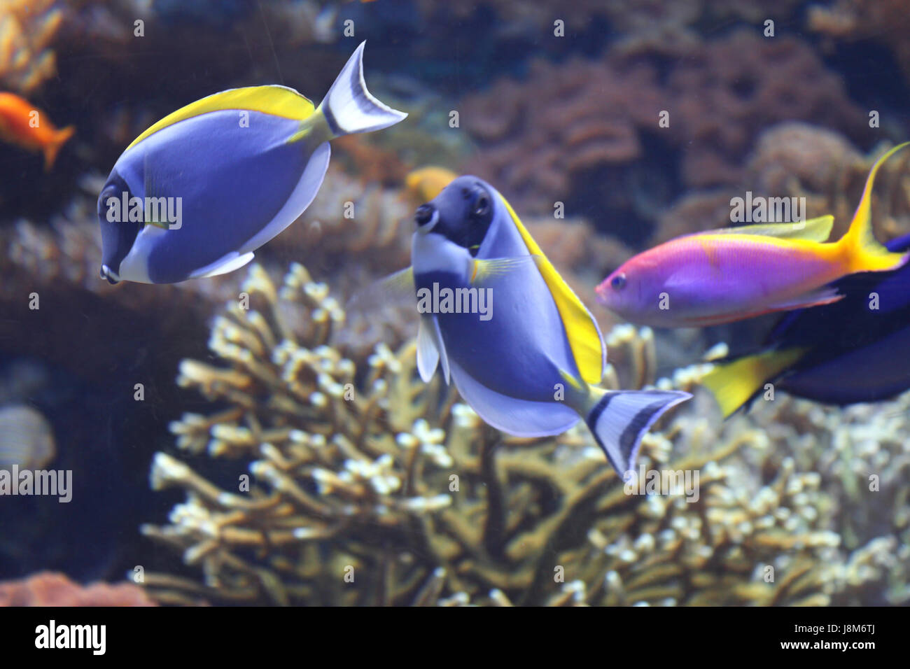 Scena sott'acqua. Corallo blu pesce tang, famiglia di surgeonfishes Foto Stock