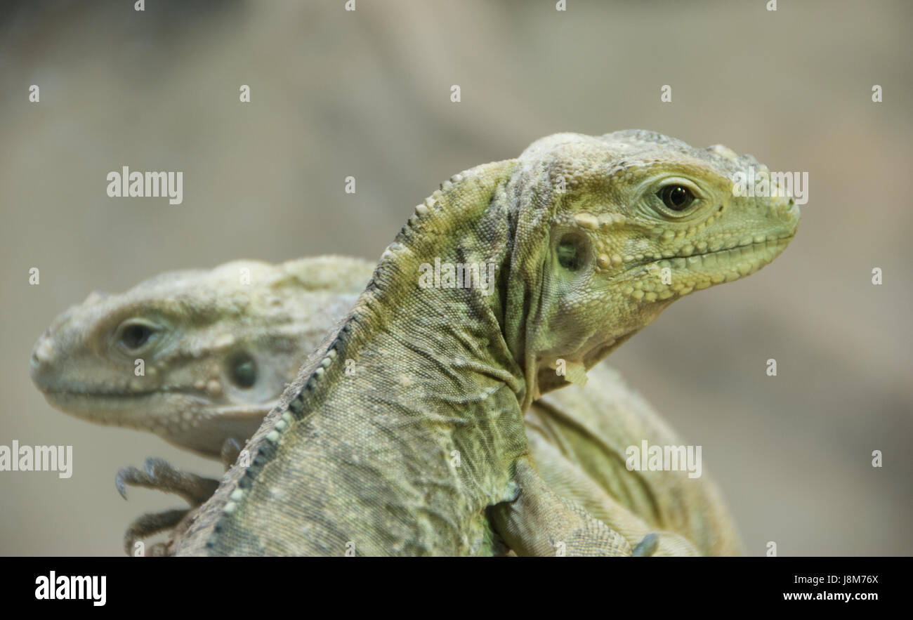 Deserto Deserto, animali, rettili lucertola, Vienna, zoo, Austria, iguana, Foto Stock