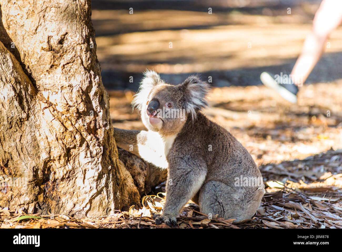 Koala (Phascolarctos cinereus) scende da un albero, su Kangaroo Island, South Australia, Australia. Foto Stock