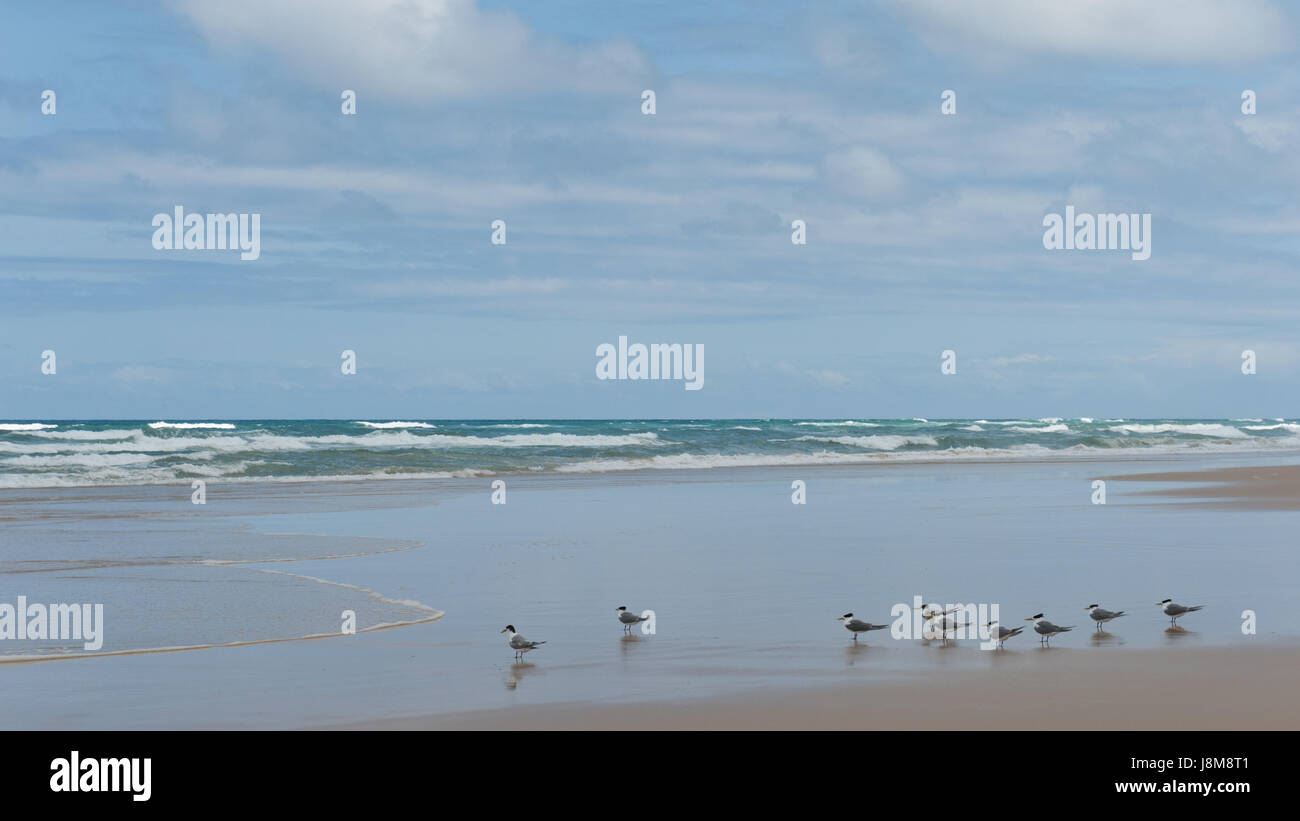 Spiaggia, mare, spiaggia, mare, Australia, acqua salata, mare oceano, dell'acqua, Foto Stock