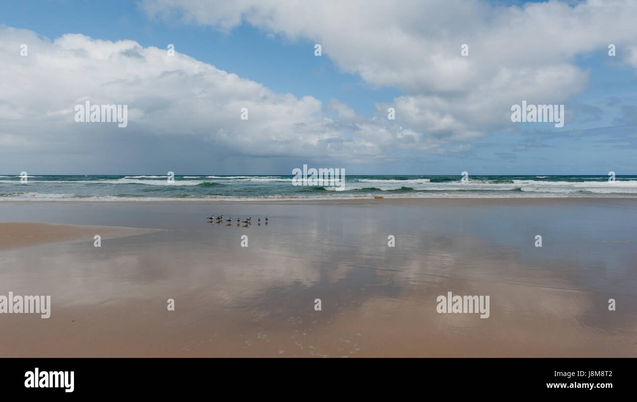 Spiaggia, mare, spiaggia, mare, Australia, acqua salata, mare oceano, dell'acqua, Foto Stock